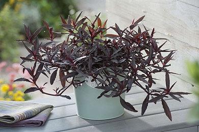 高能电玩节：东方空战新作《幻想女武神》发布抢先体验中文预告