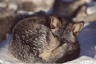 《终极钓鱼模拟器》宣布推出重置版 已购买玩家将免费升级